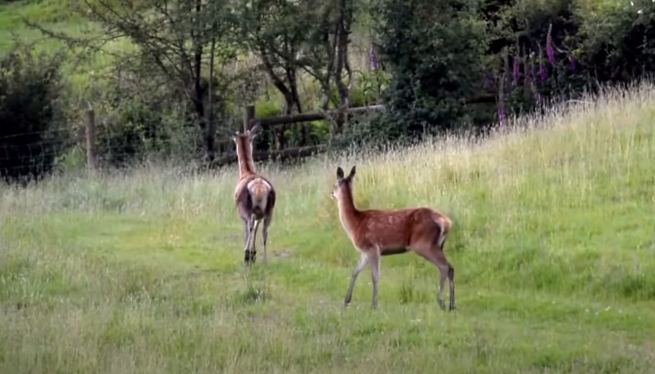 Hay Bridge Reserve: Where Wildlife Thrives