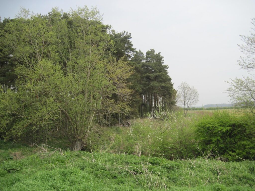 a green field leading to a pine forest