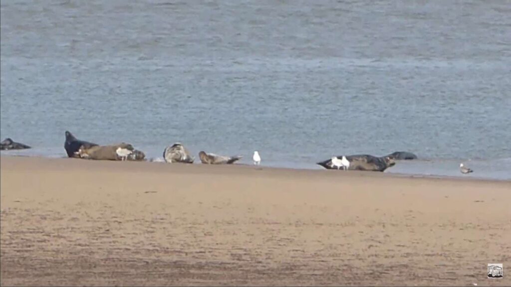 Seals in north walney national nature reserve