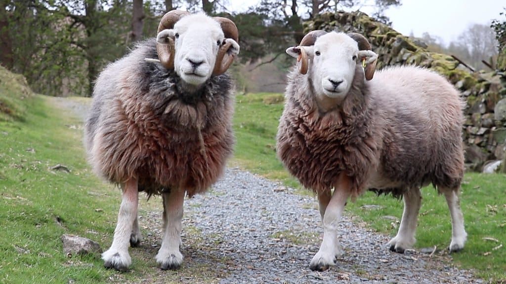 Cumbrian Sheep: Preserving a Cultural Heritage 